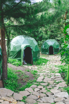 jungle domes with a tree and stone road