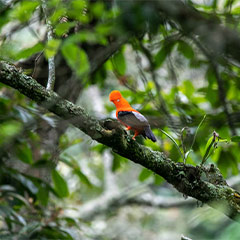 jungle domes environment showing the flora of lucmabamba